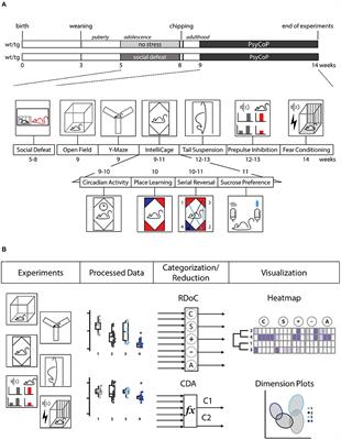 PsyCoP – A Platform for Systematic Semi-Automated Behavioral and Cognitive Profiling Reveals Gene and Environment Dependent Impairments of Tcf4 Transgenic Mice Subjected to Social Defeat